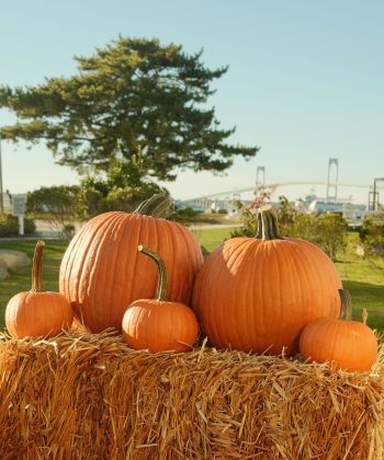 a pile of pumpkins on a hay bale with a tree and bridge in the background
